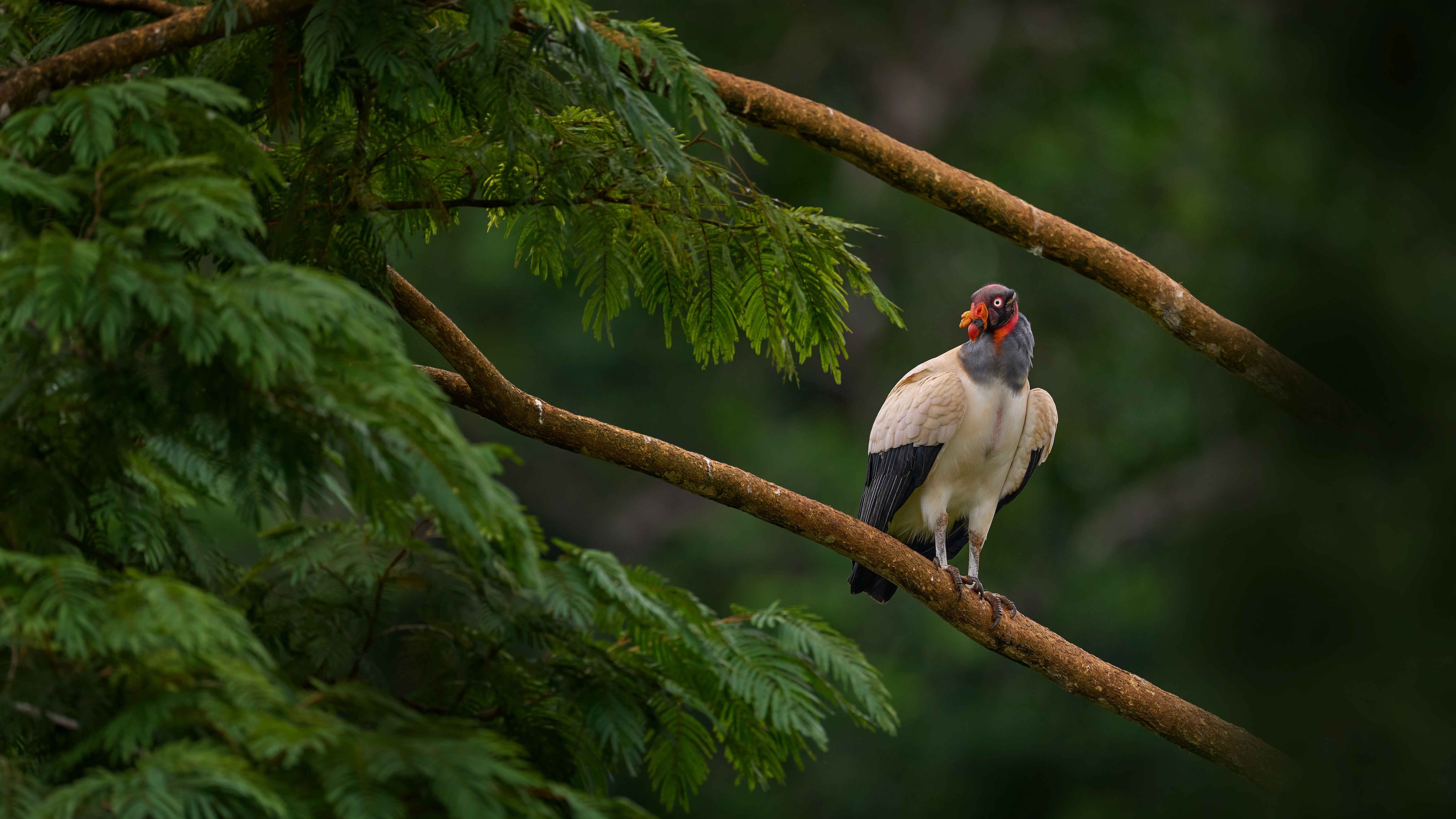 Majestic King Vulture perched on a branch surrounded by vegetation in Monteverde, Costa Rica.