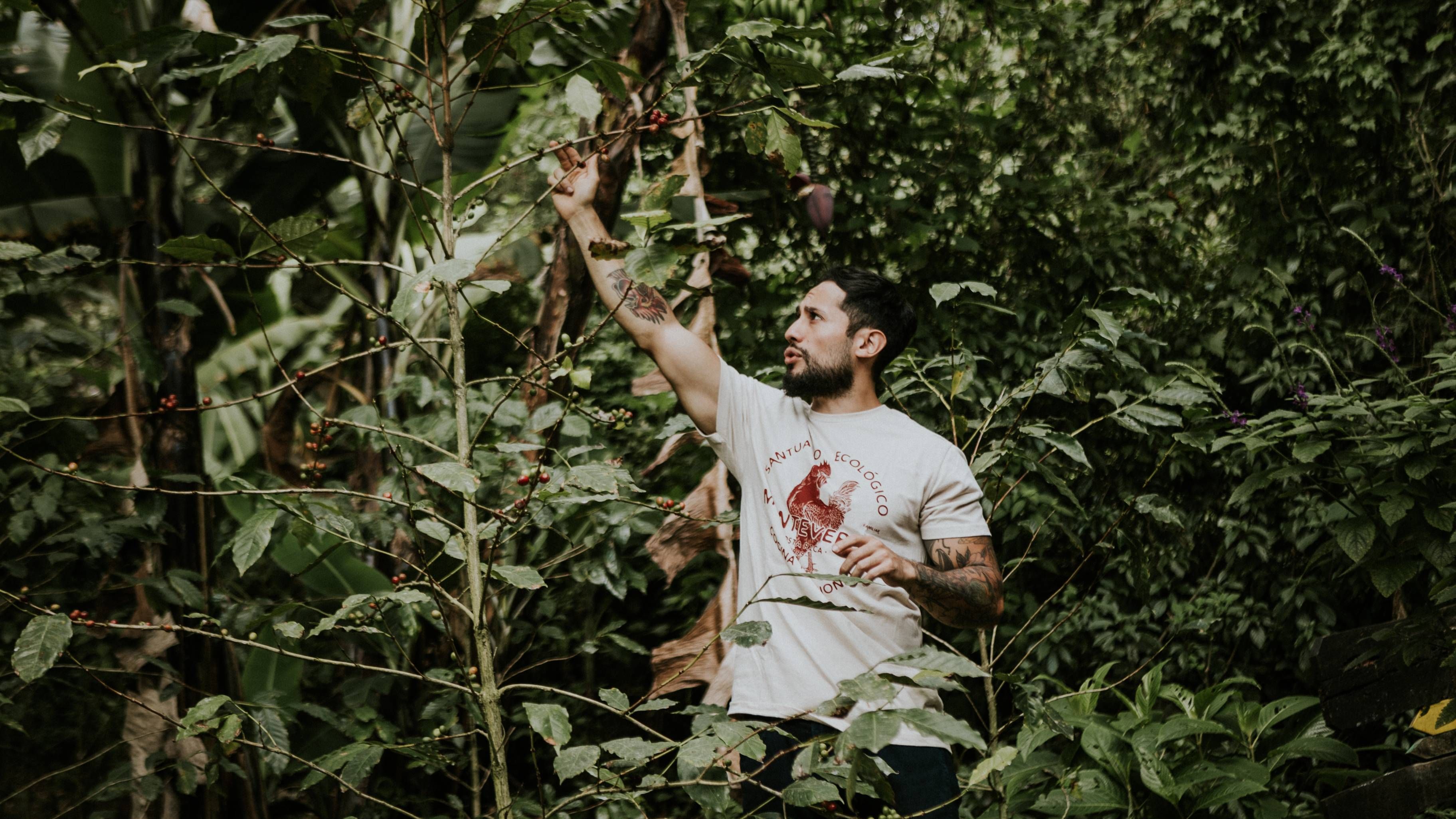 Man harvesting ripe coffee cherries in the organic gardens of Monteverde’s Ecological Sanctuary, Costa Rica.