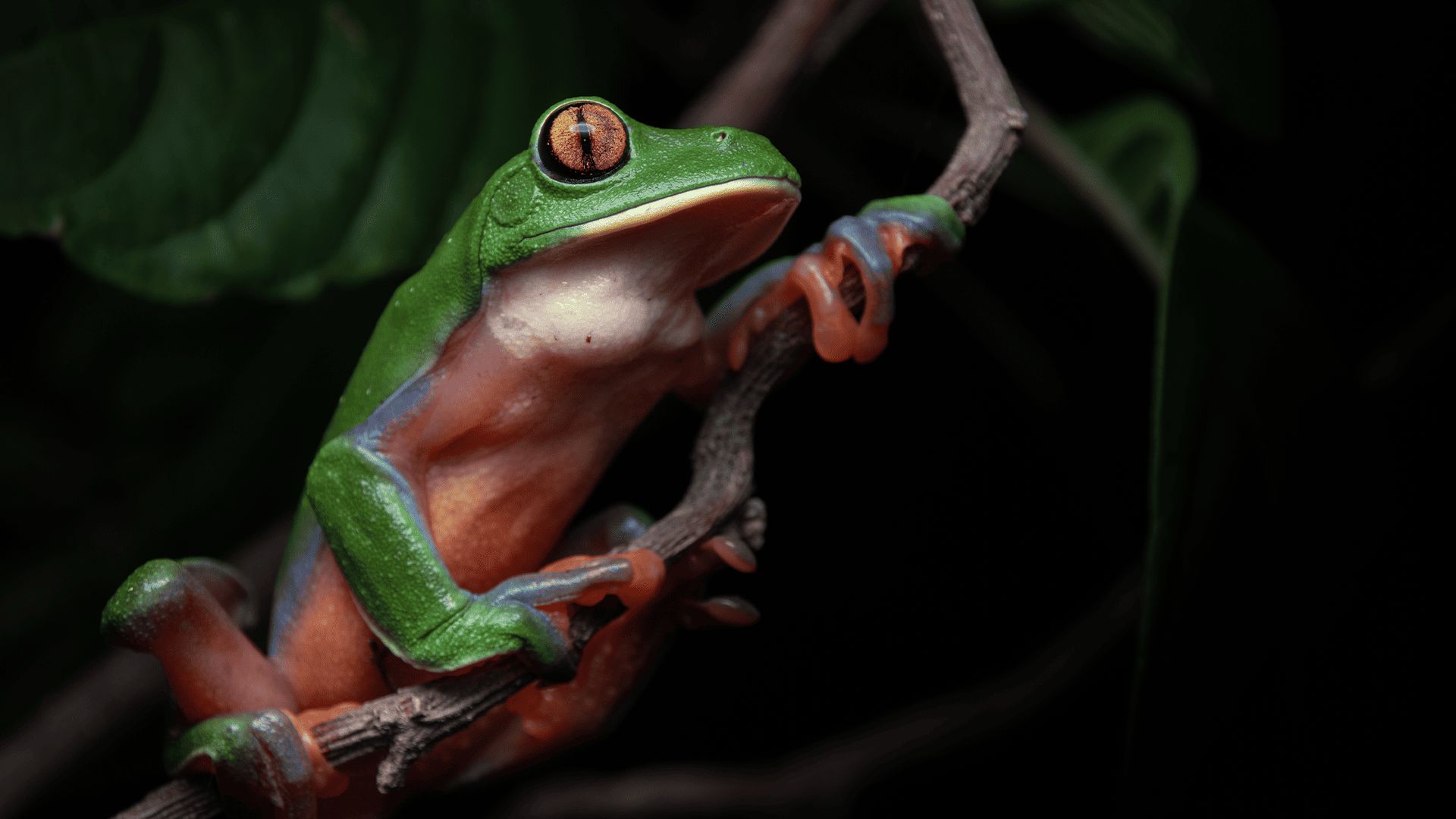 Golden-eyed tree frog in Monteverde’s nighttime jungle, Costa Rica.