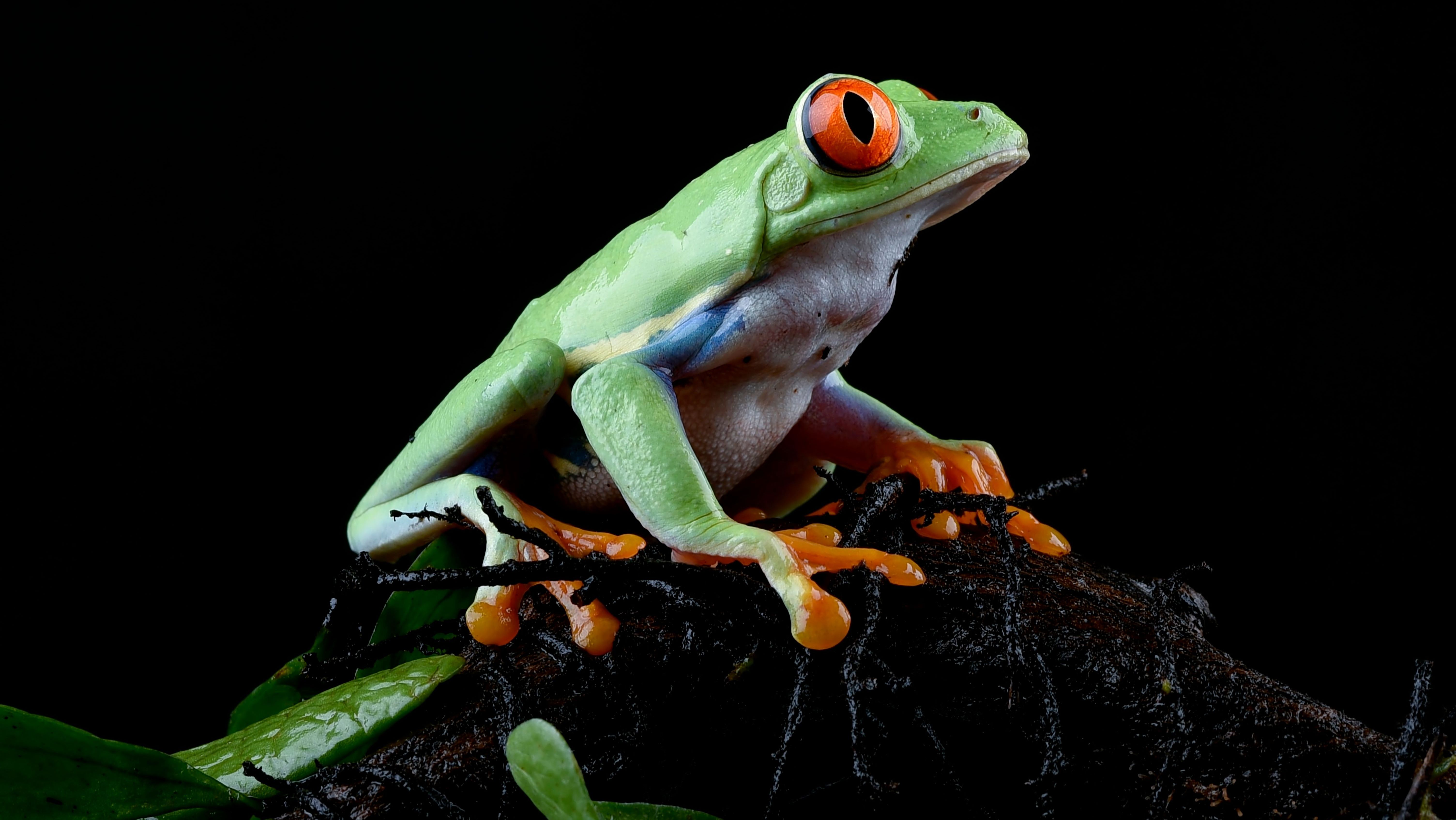 Red-eyed tree frog perched on a branch during a night walk in Monteverde’s cloud forest.