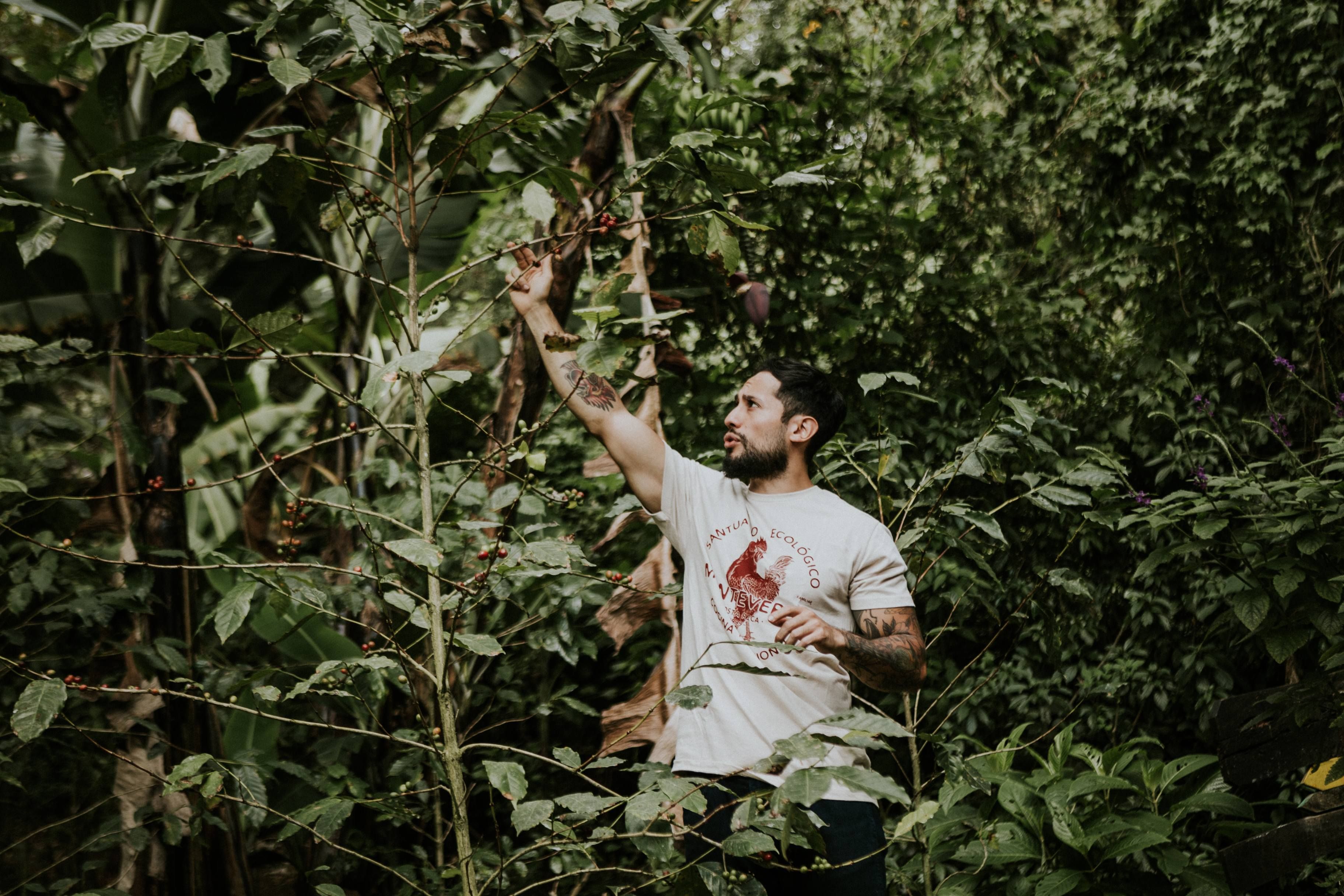 Guia local colhendo café no Santuário Ecológico de Monteverde