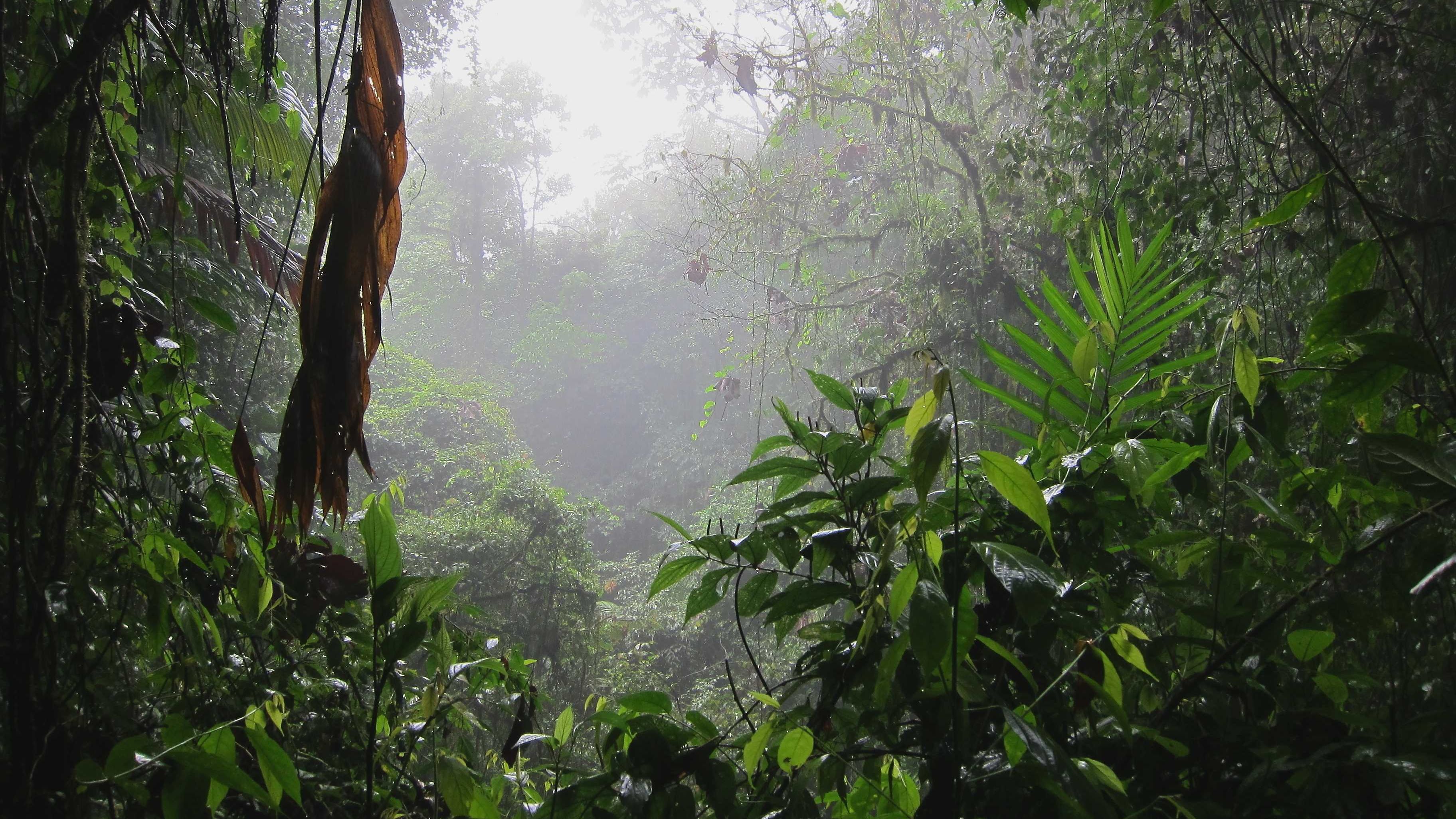 Dense vegetation in Monteverde’s cloud forest with mist drifting through the trees.