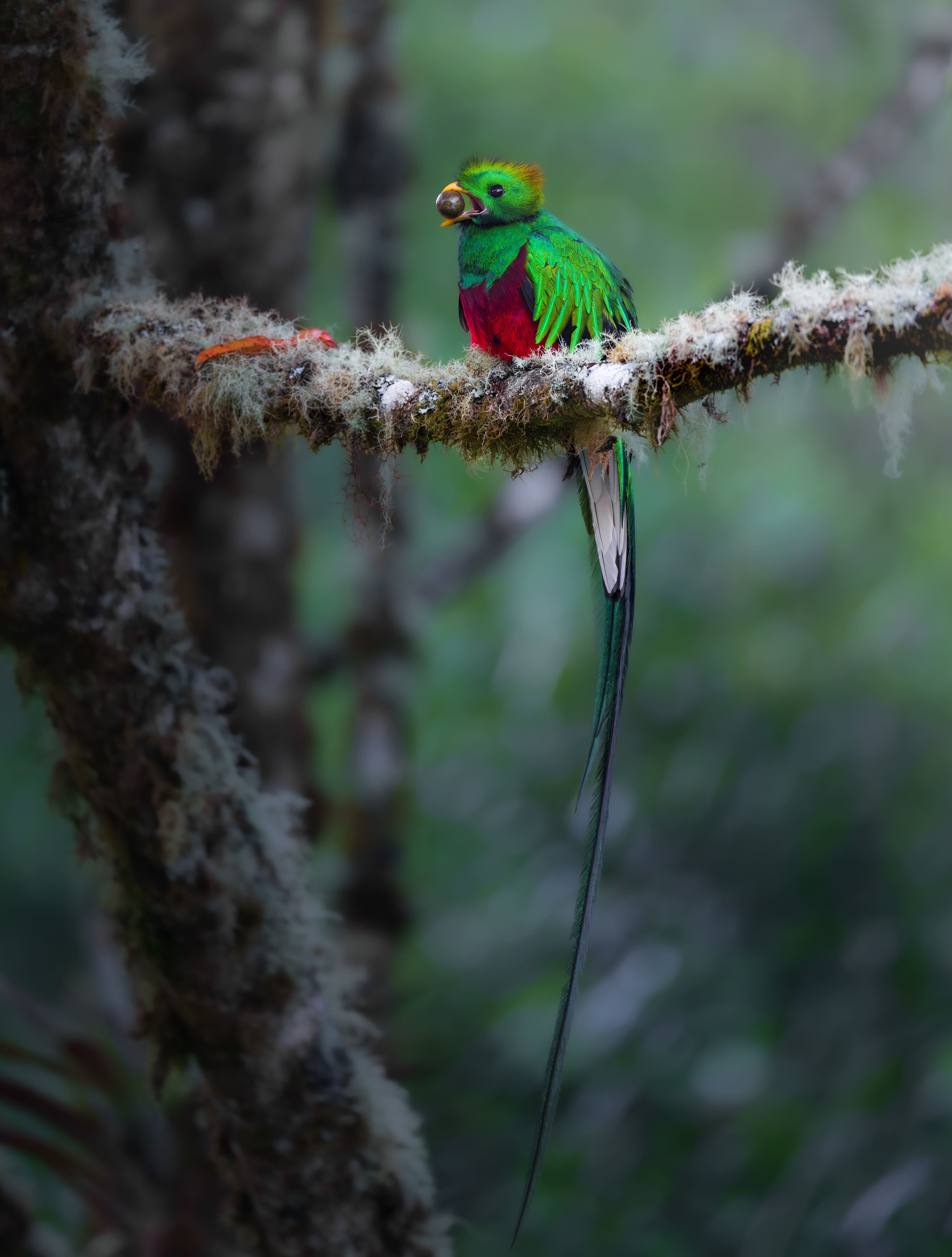 Resplendent quetzal perched on a moss-covered branch with a fruit in its beak in Monteverde, Costa Rica.