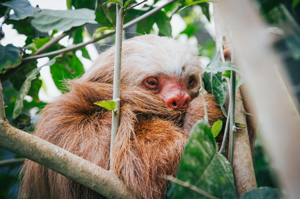 Close-up of a sloth clinging to a branch at Selvatura Park in Monteverde, Costa Rica Tours