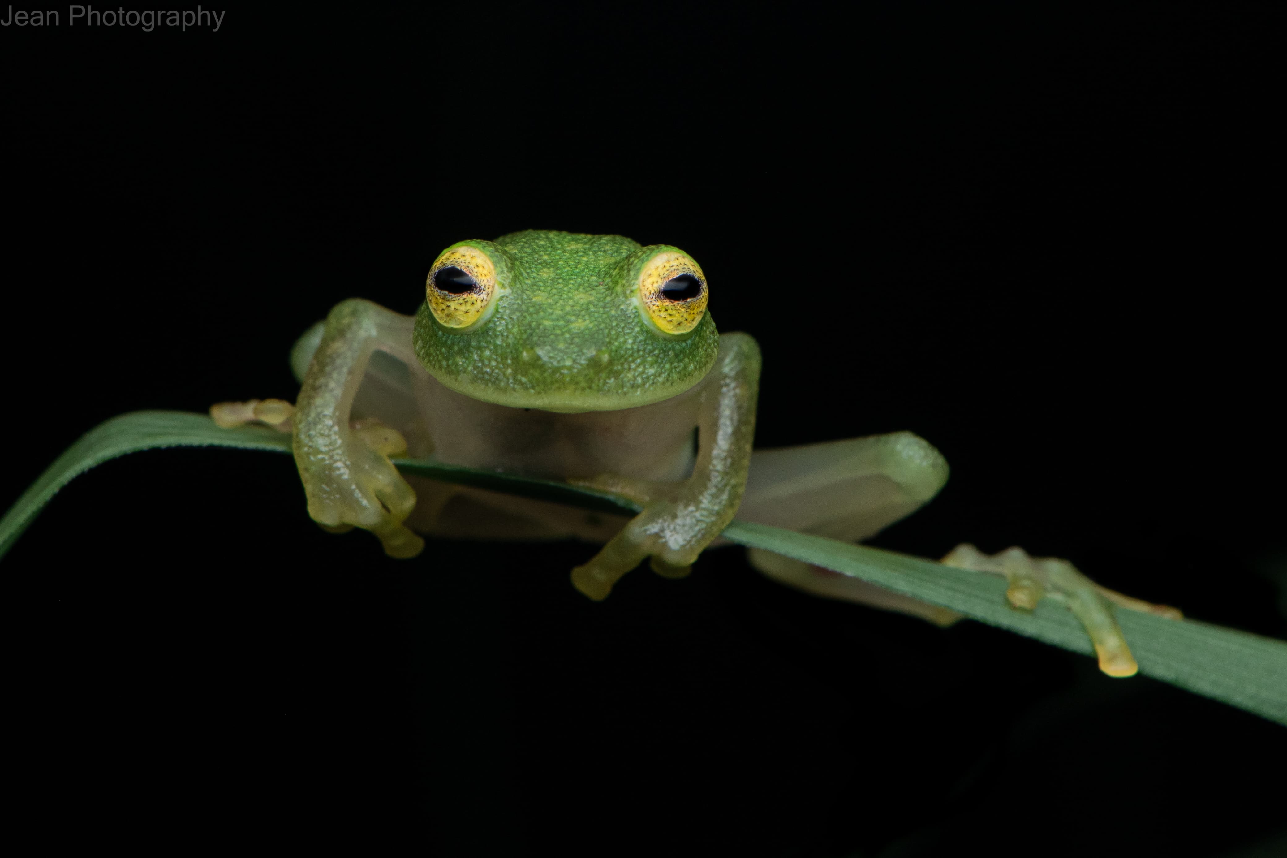 Close-up of a glass frog on a leaf at night in Monteverde, Costa Rica