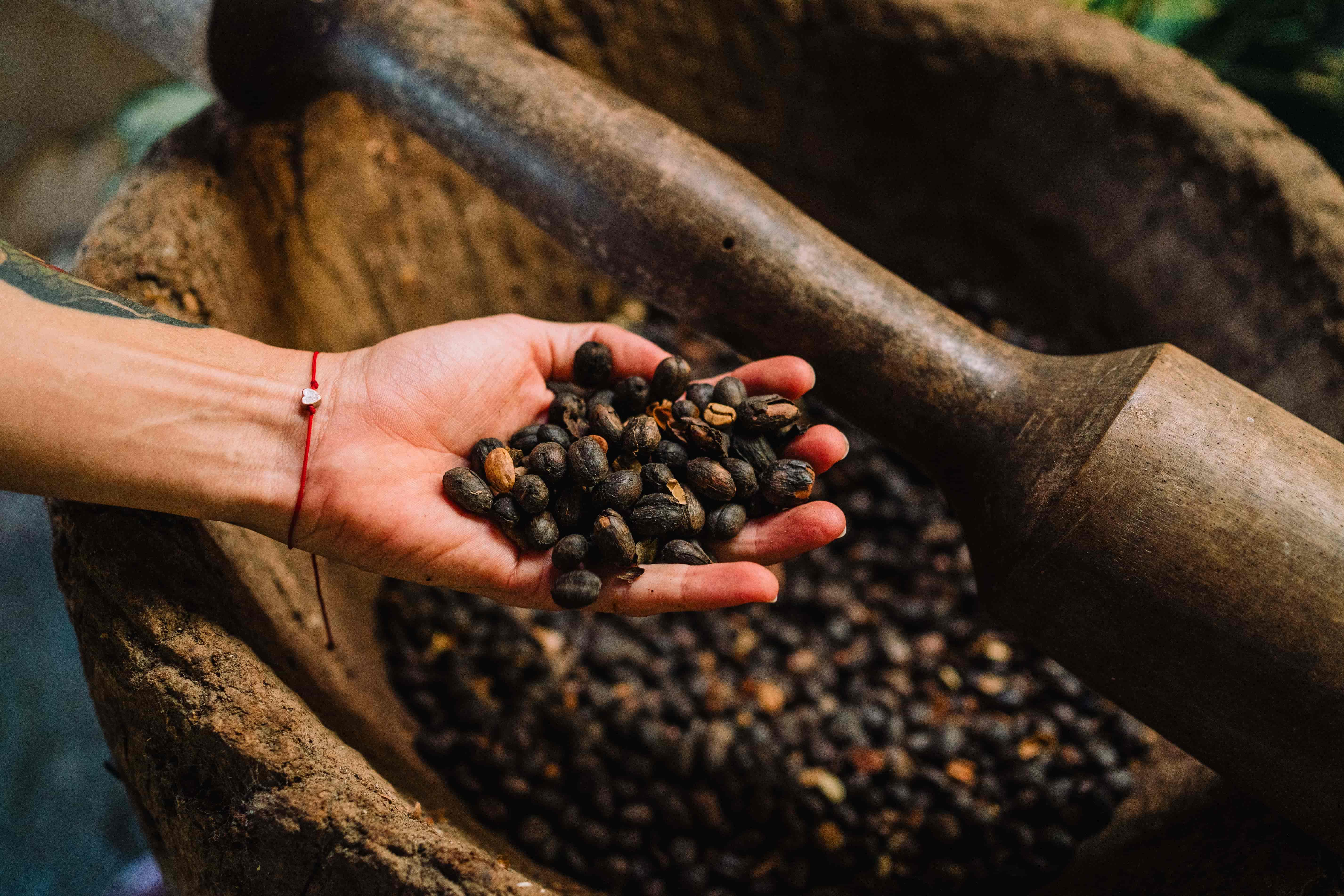 Hand holding roasted coffee beans next to traditional grinding tools in Monteverde, Costa Rica