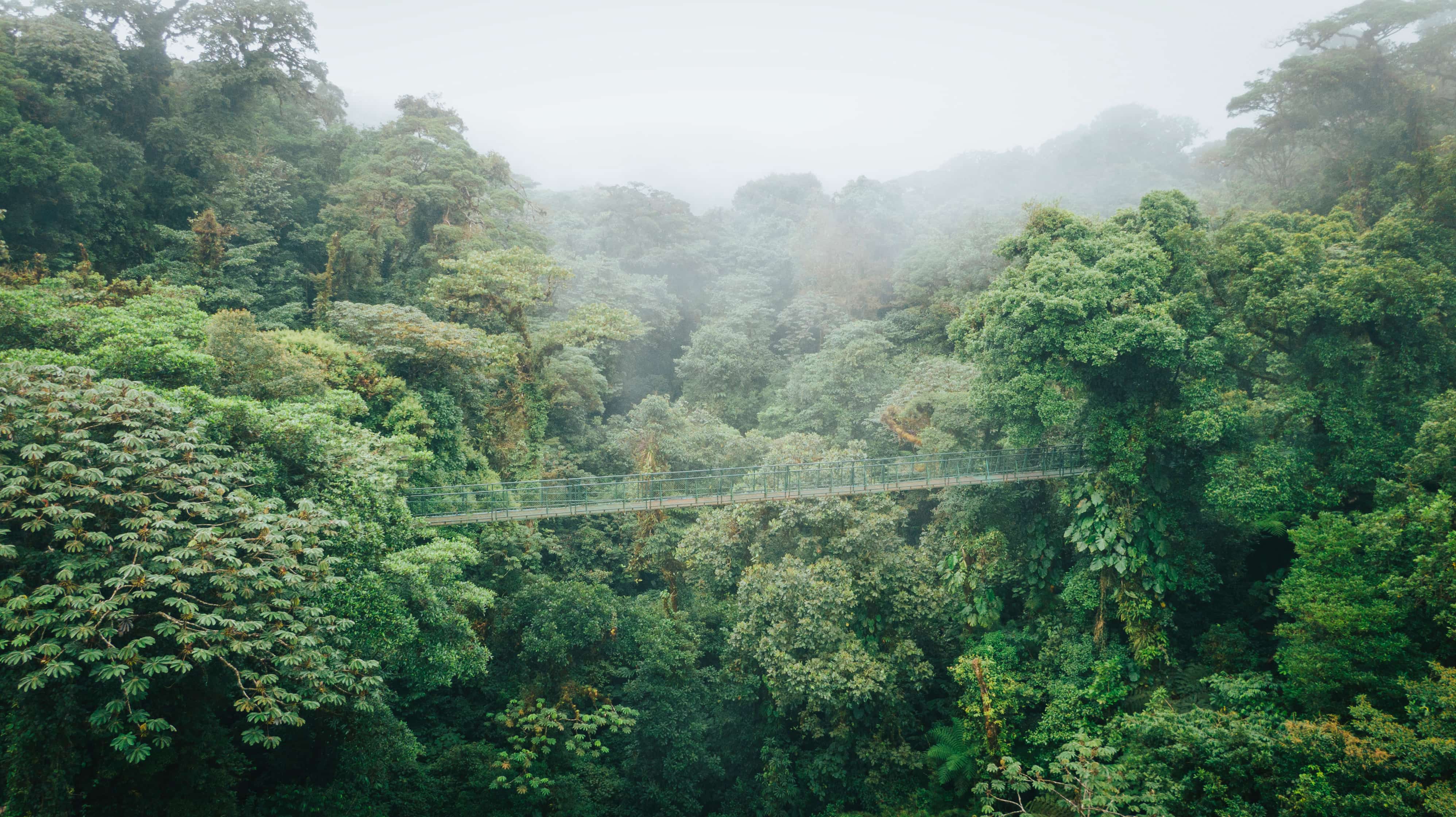 Hanging bridge suspended above lush cloud forest canopy in Monteverde, Costa Rica