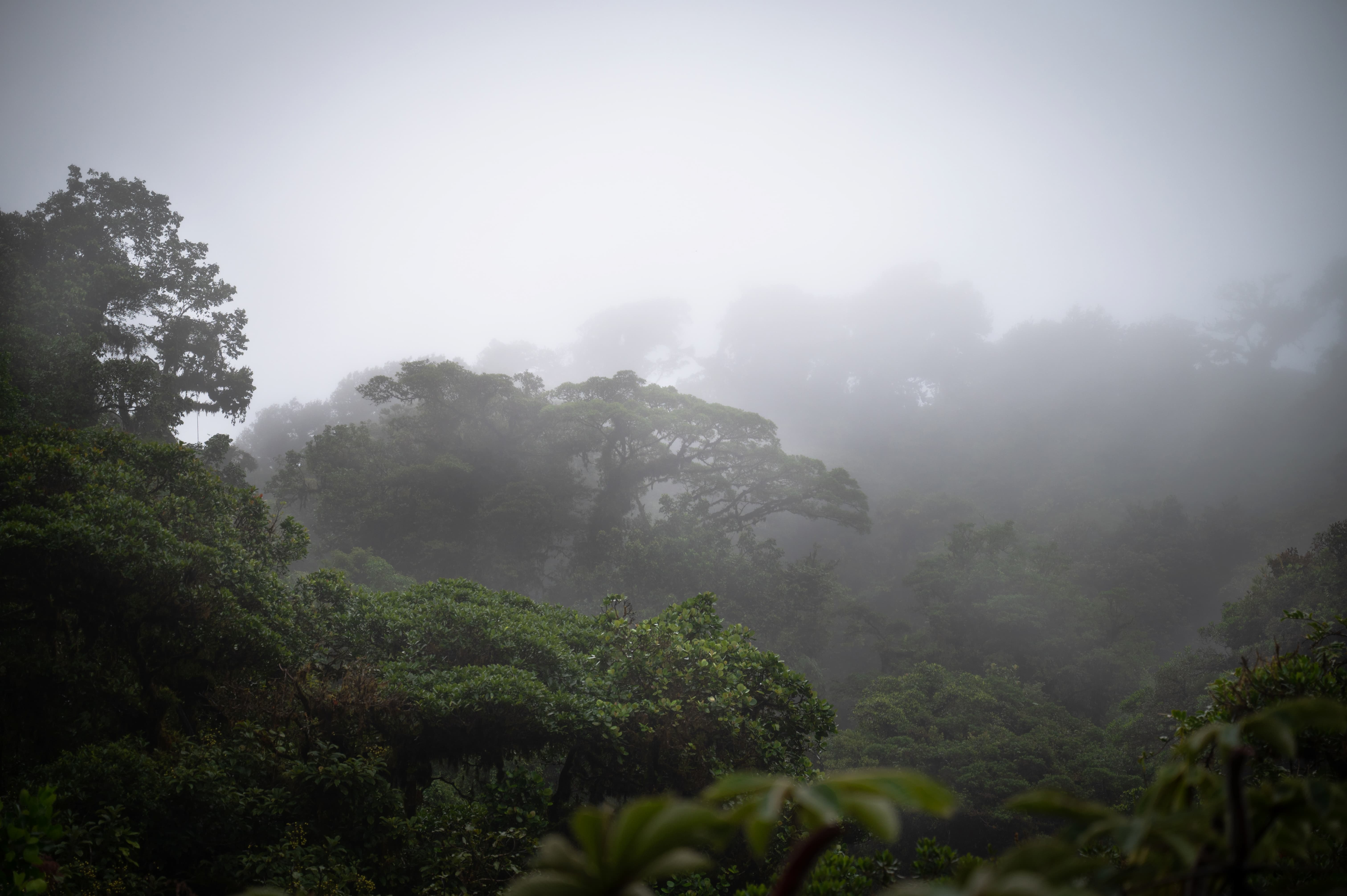 Mist-covered cloud forest canopy with lush green trees in Monteverde, Costa Rica