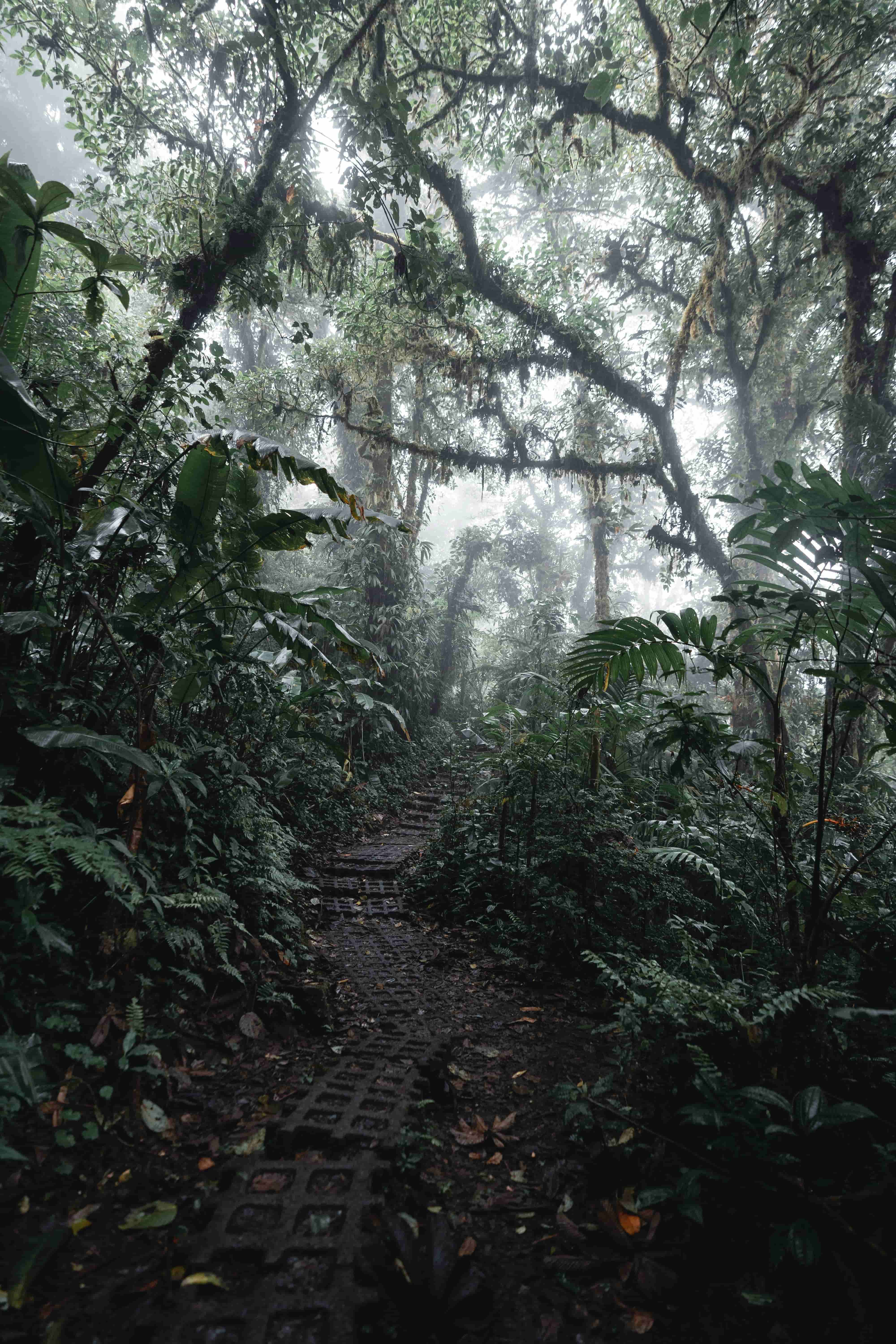 Misty forest trail in Monteverde with moss-covered trees and soft light filtering through
