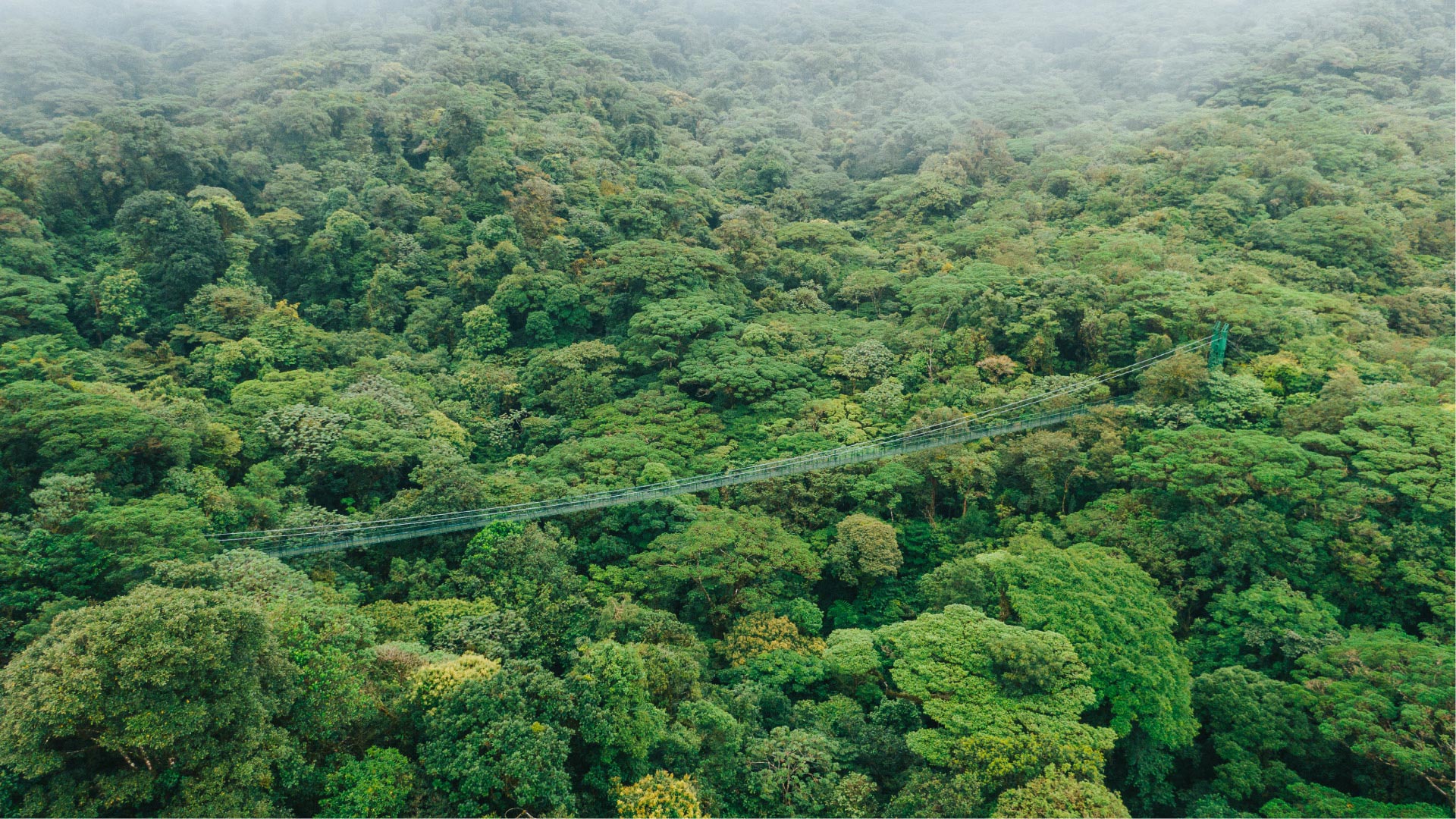 A hanging bridge surrounded by lush green cloud forest, seen from above in Selvatura Park, Monteverde, Costa Rica.