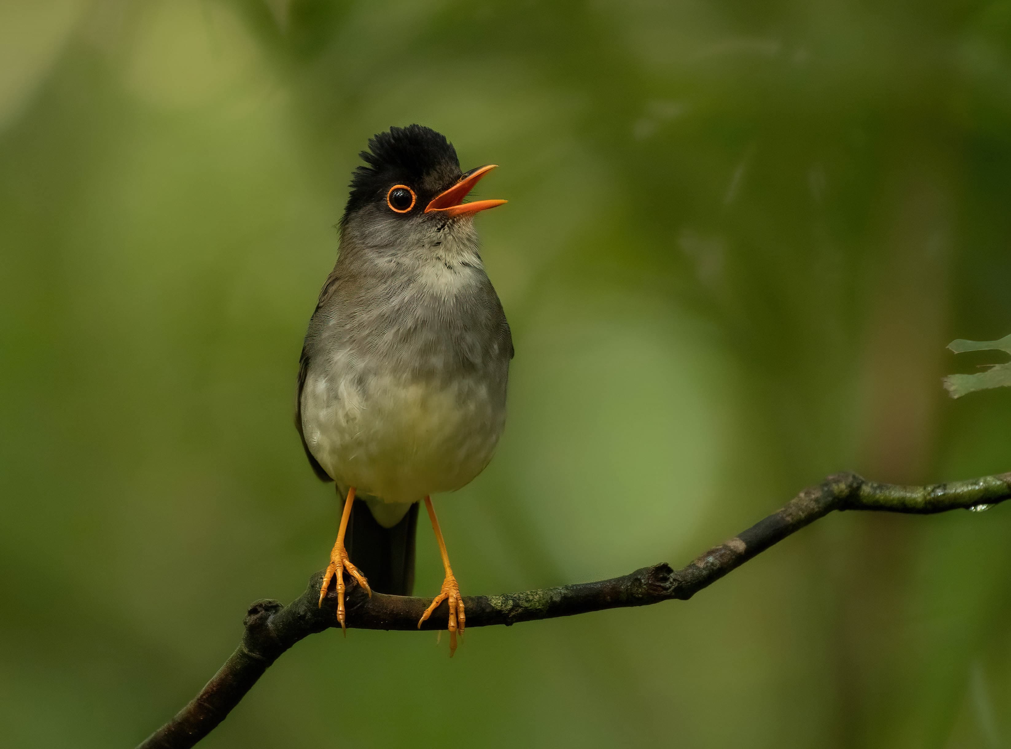 Monteverde Birdwatching: FullDay with George