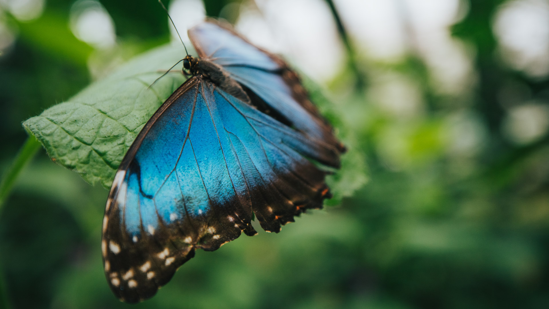 Jardín de Mariposas de Selvatura