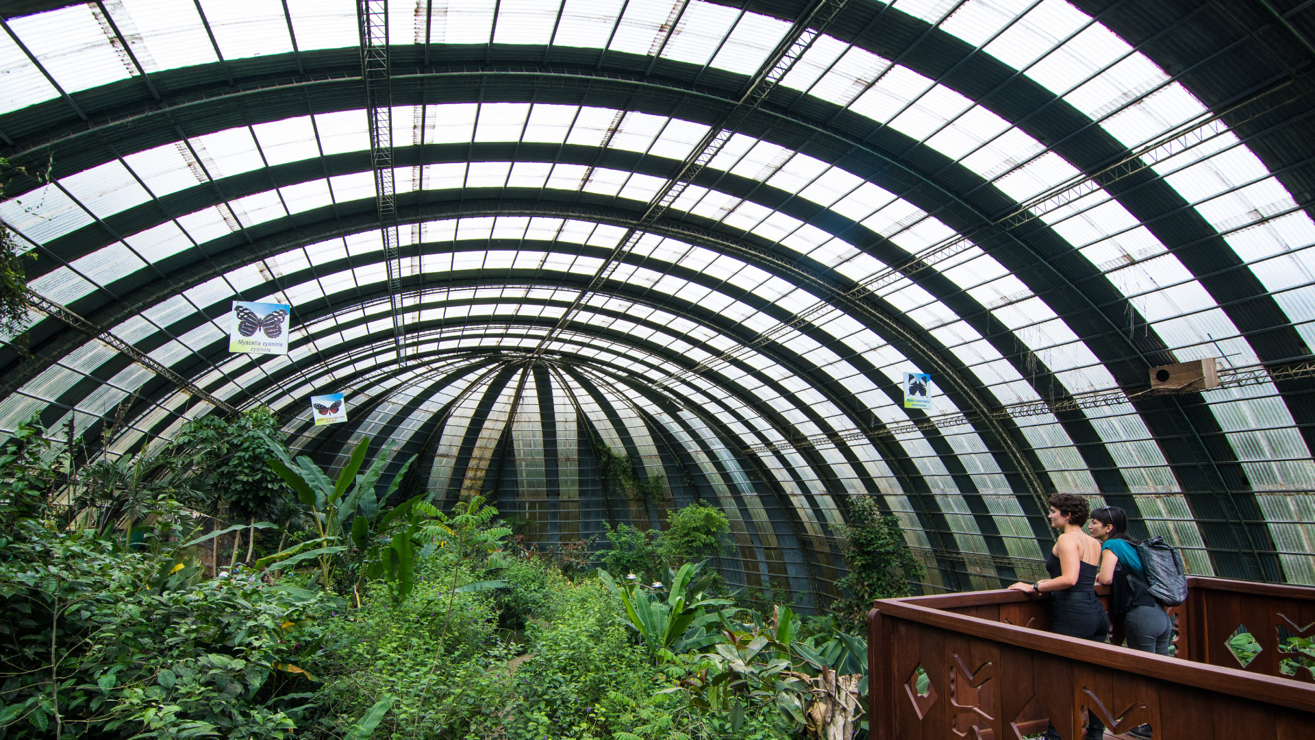 Selvatura Butterfly Garden