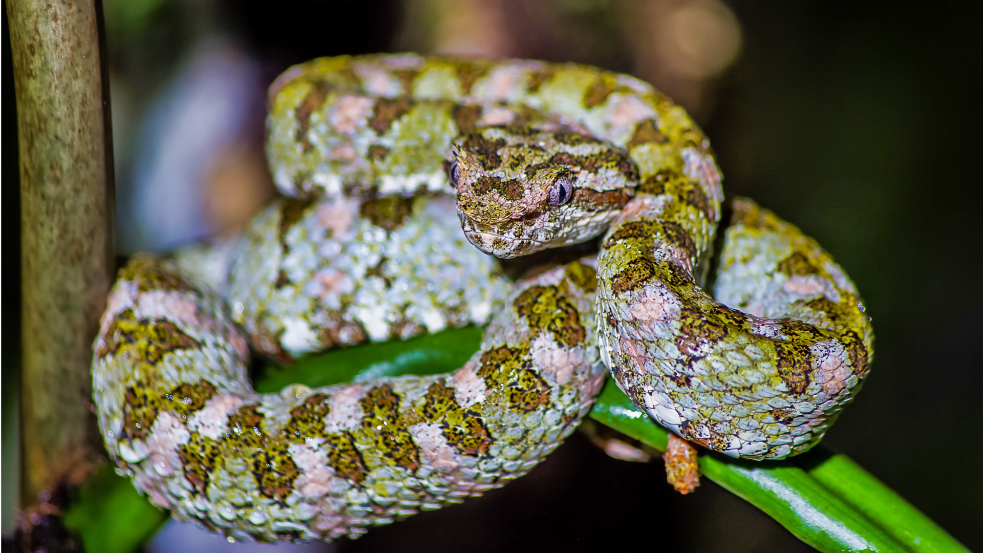 Close-up of an Eyelash Viper coiled on a branch, blending with its surroundings in Monteverde’s cloud forest, Costa Rica.