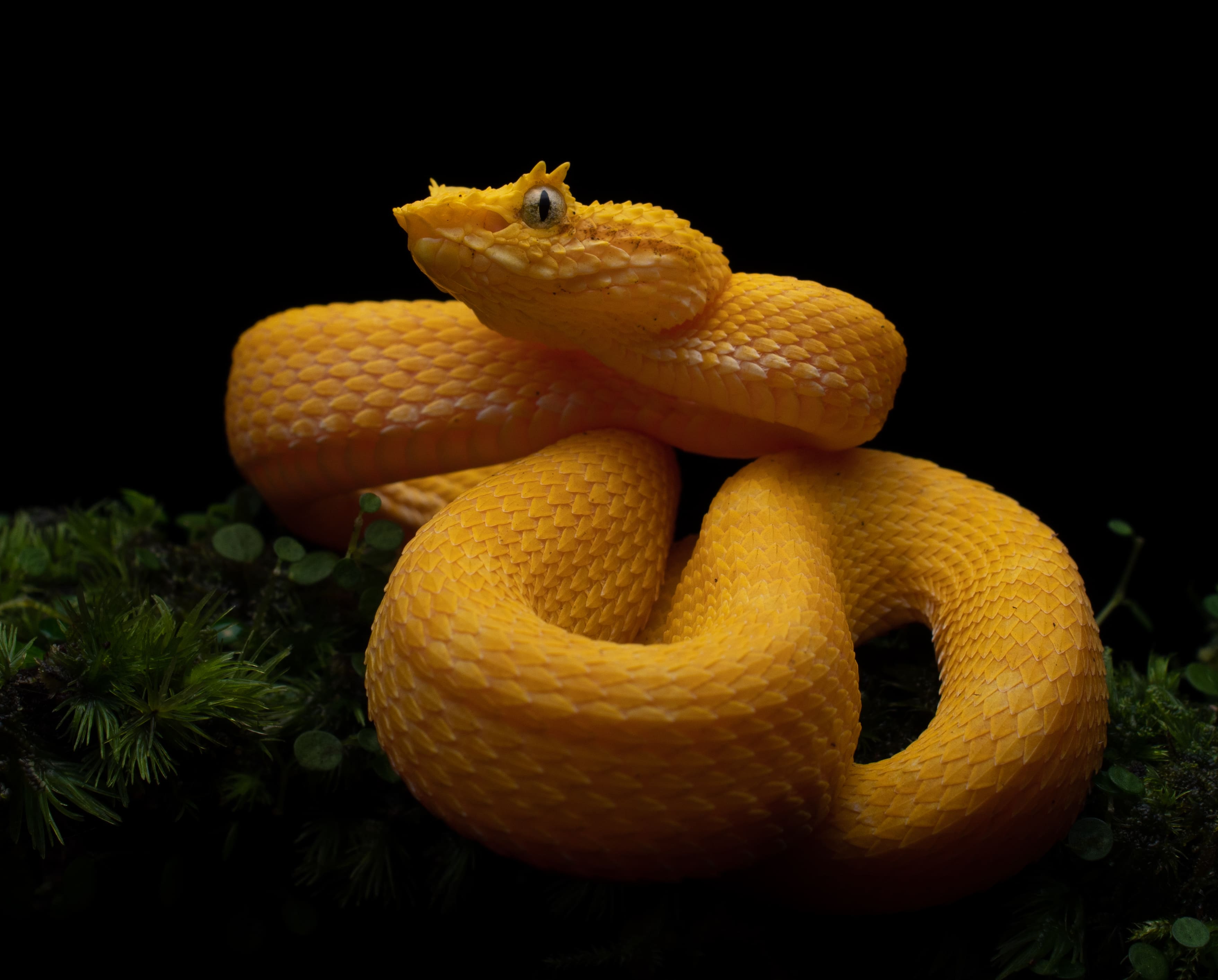 Yellow eyelash viper coiled on green moss in the Monteverde cloud forest.