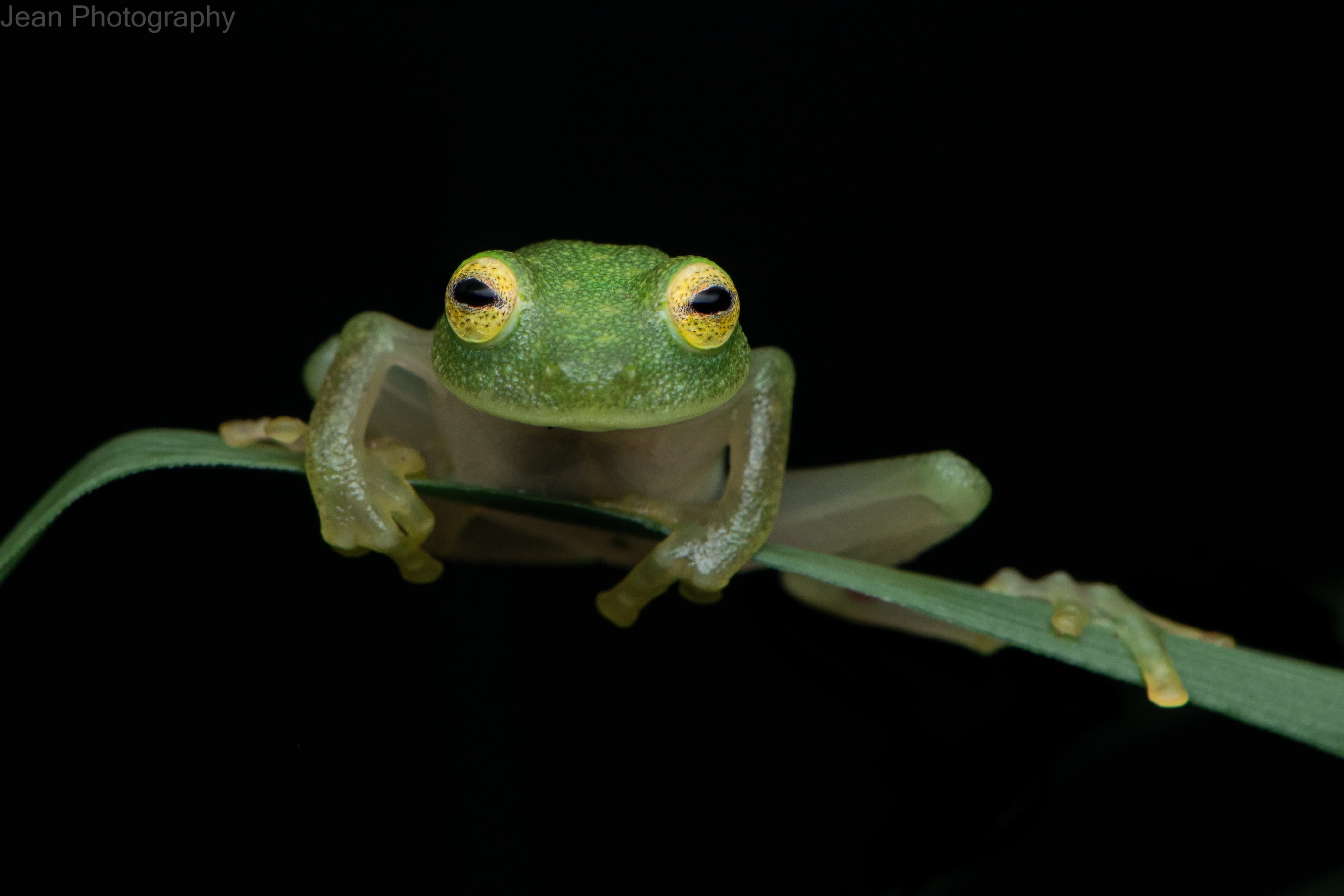 Green glass frog perched on a leaf in the Monteverde cloud forest, Costa Rica.