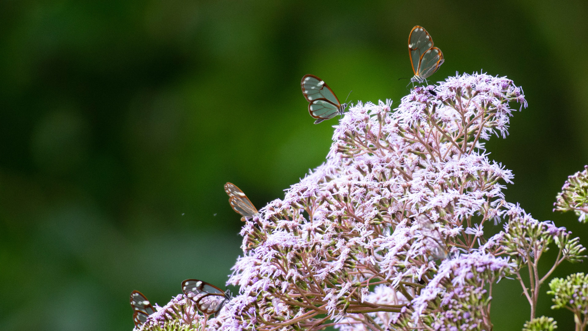 Selvatura Butterfly Garden