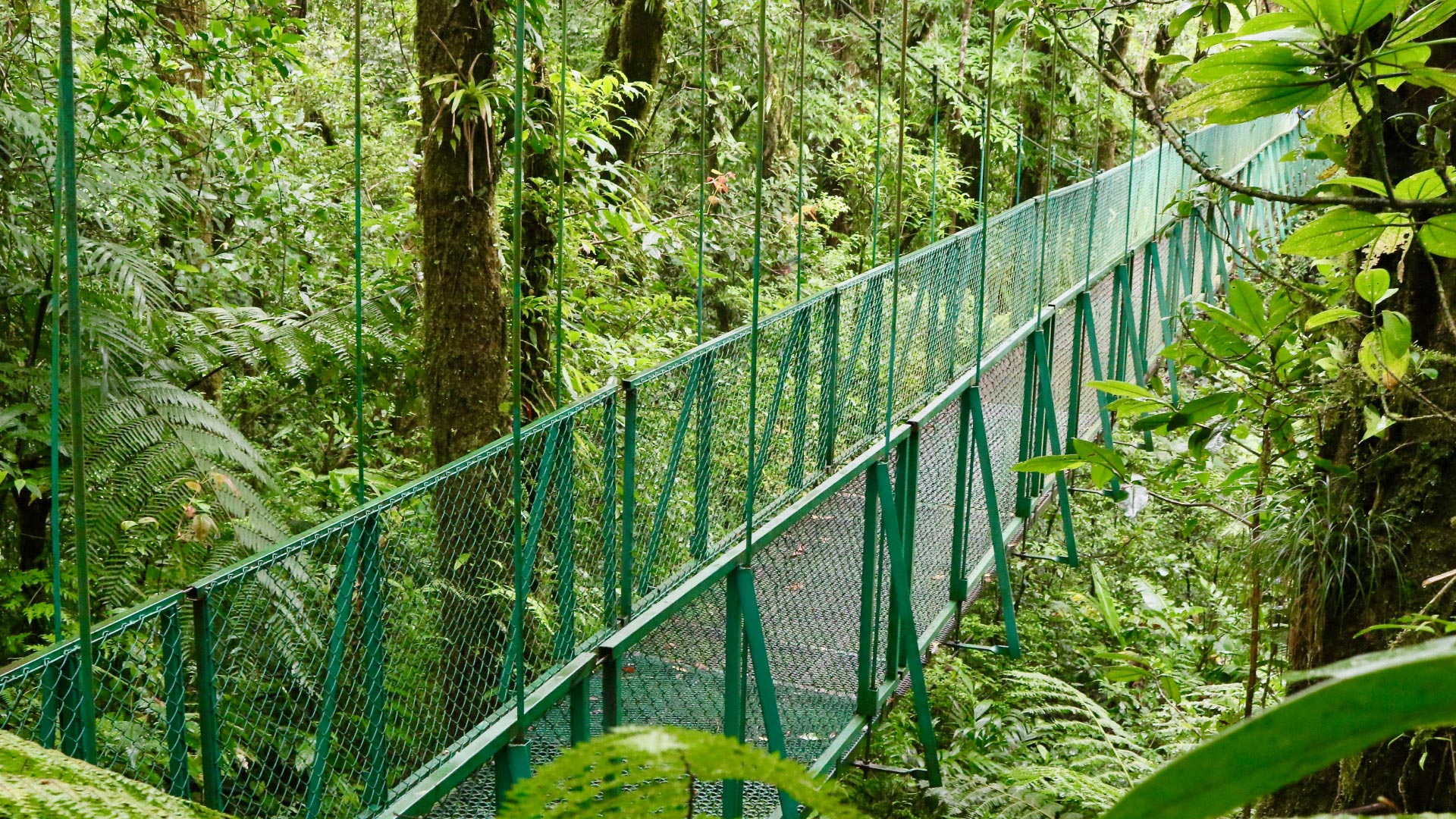 Selvatura Hanging Bridges Walk