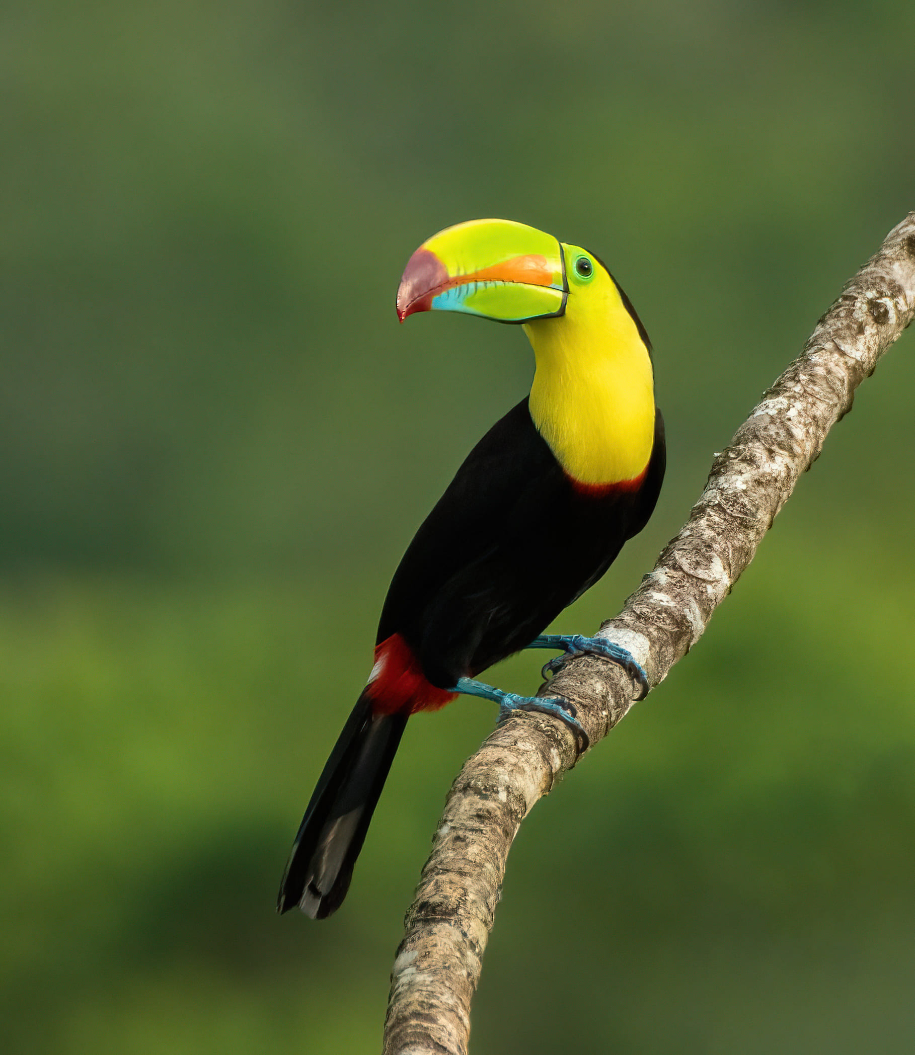 Monteverde Birdwatching: FullDay with George