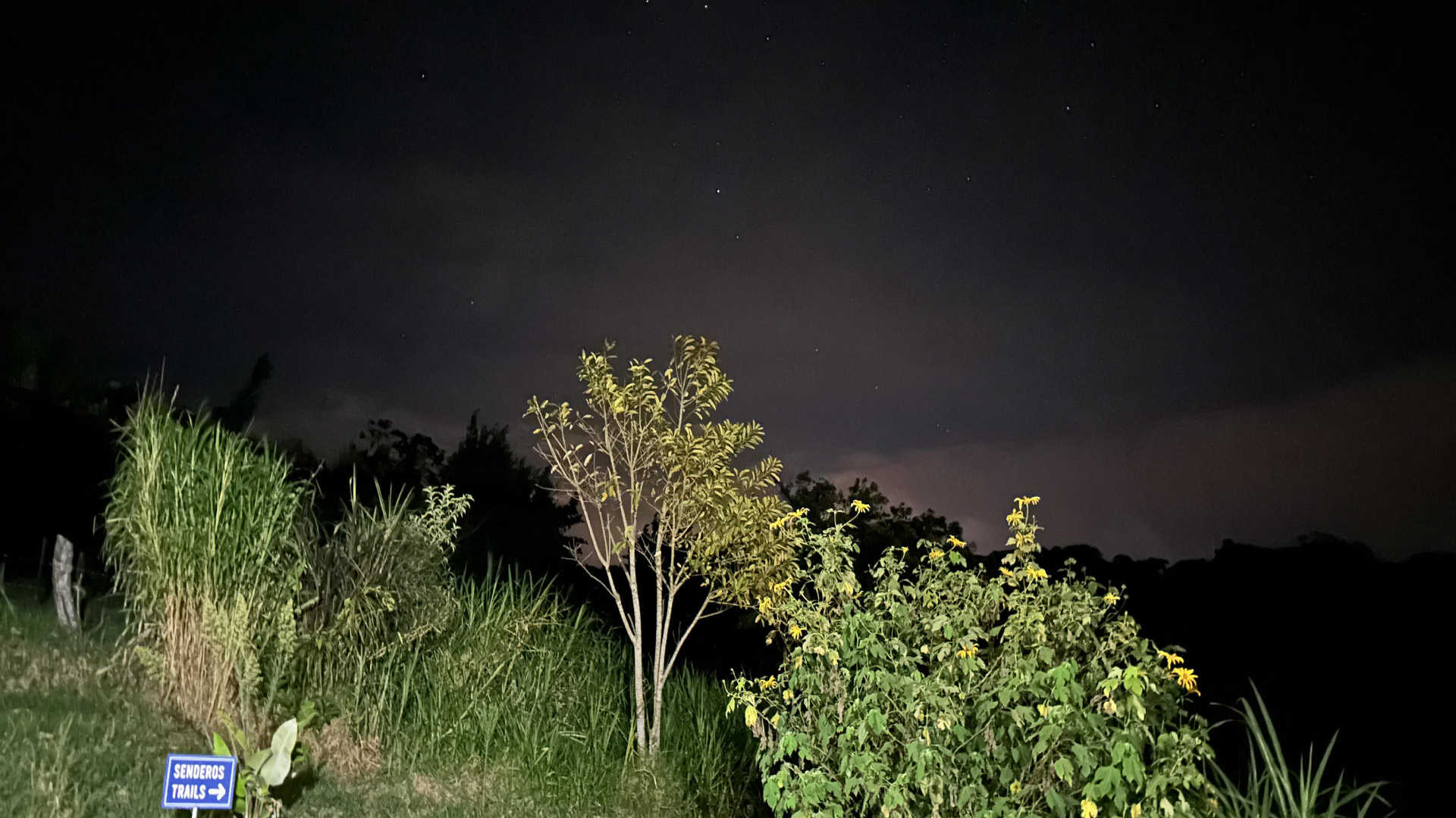 Caminata Nocturna con Kinkajou