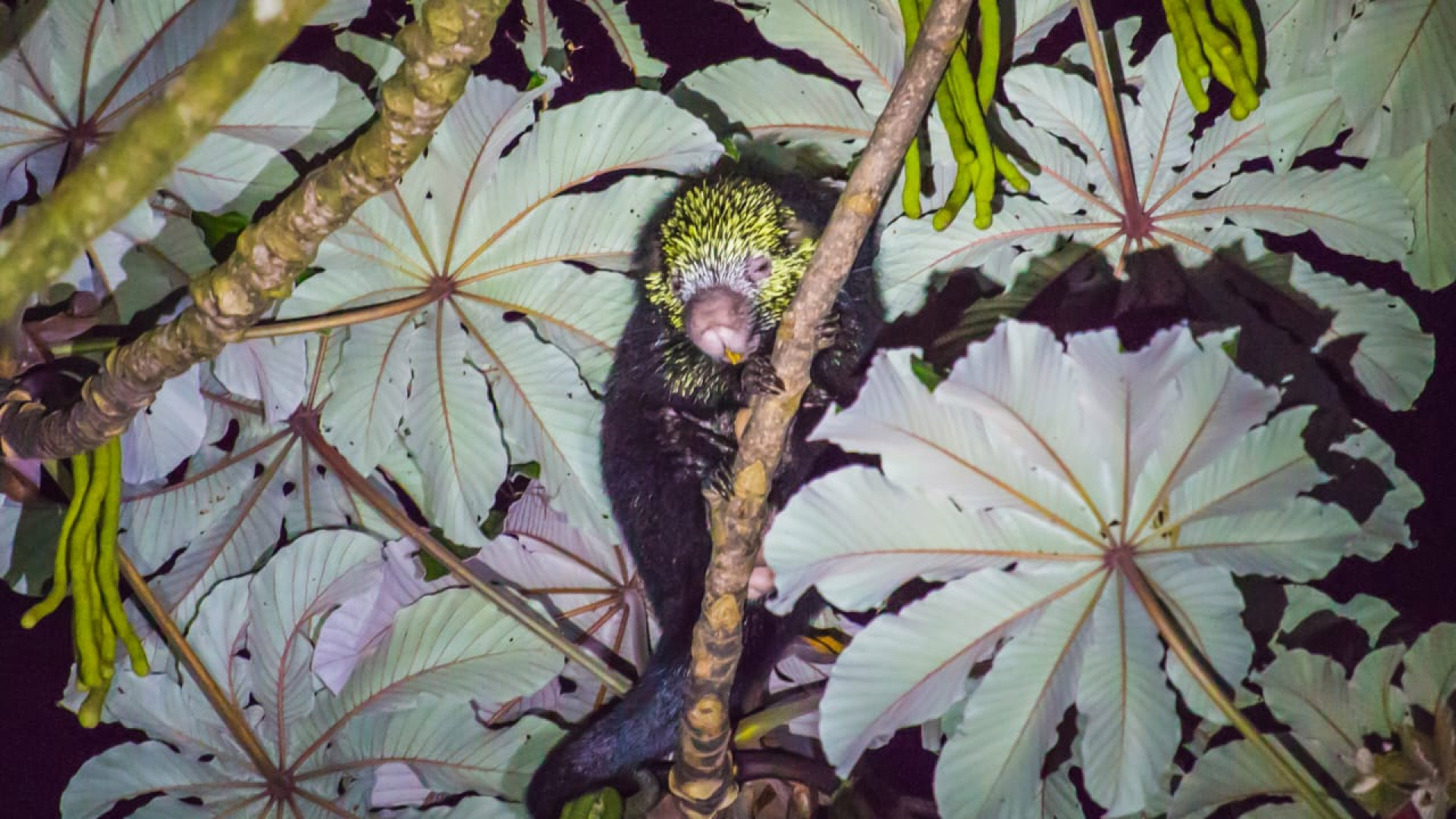 Caminata Nocturna con Kinkajou
