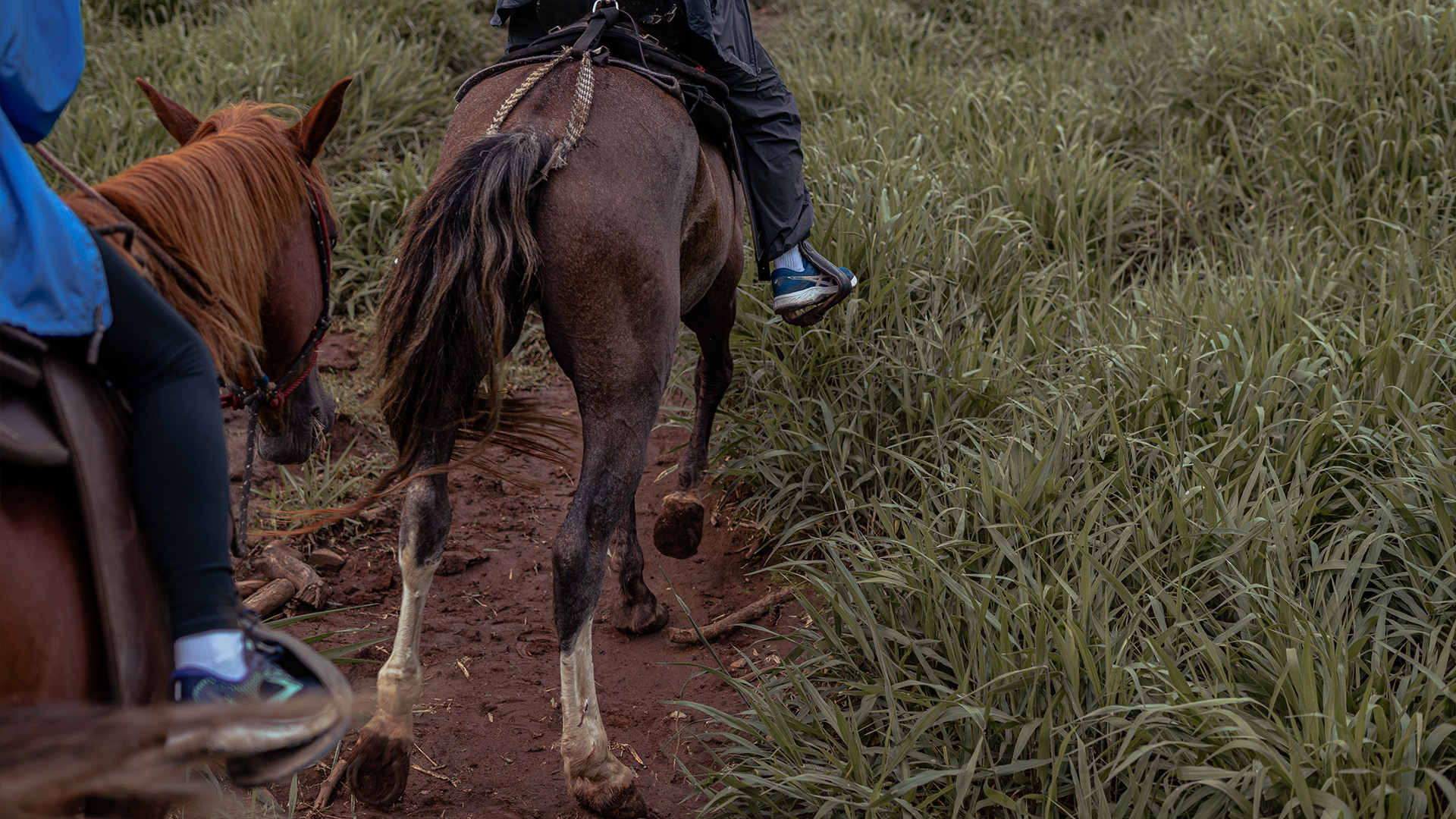 Panoramic Horseback Ride