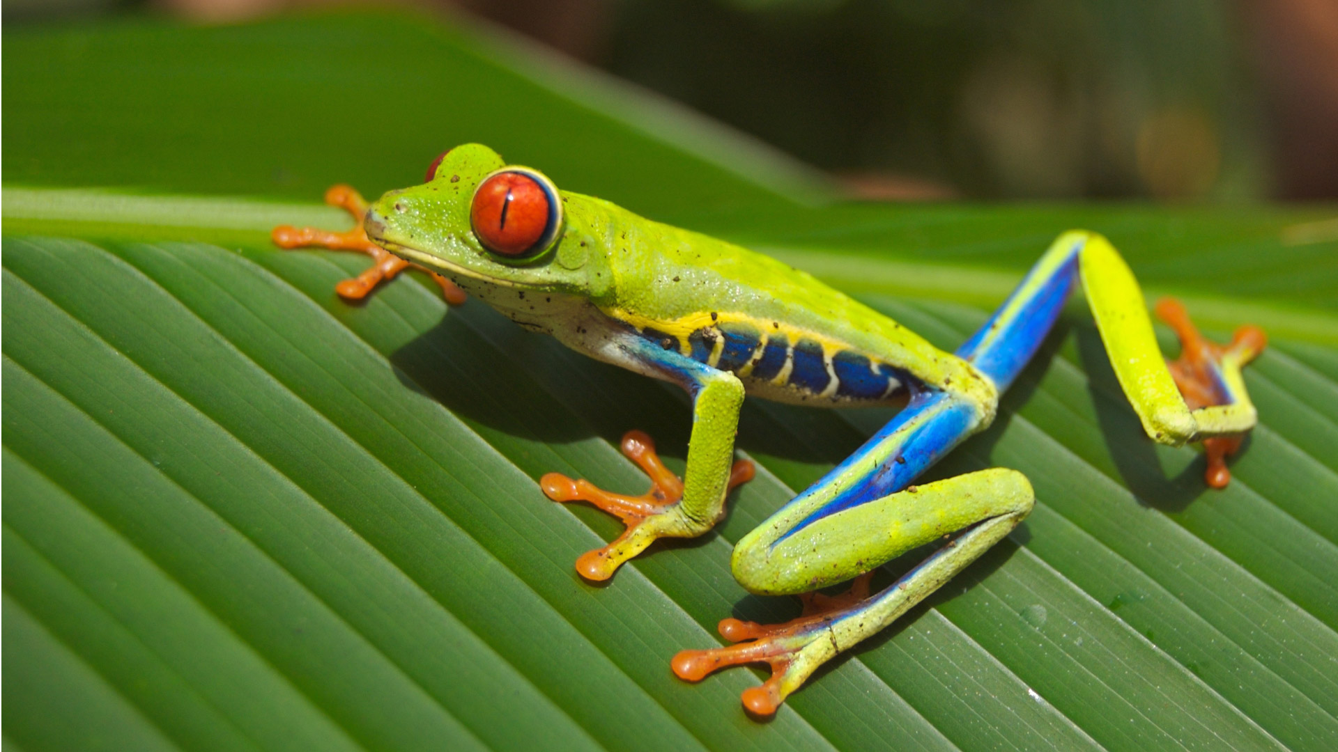 Selvatura Amphibian and Reptile Exhibit