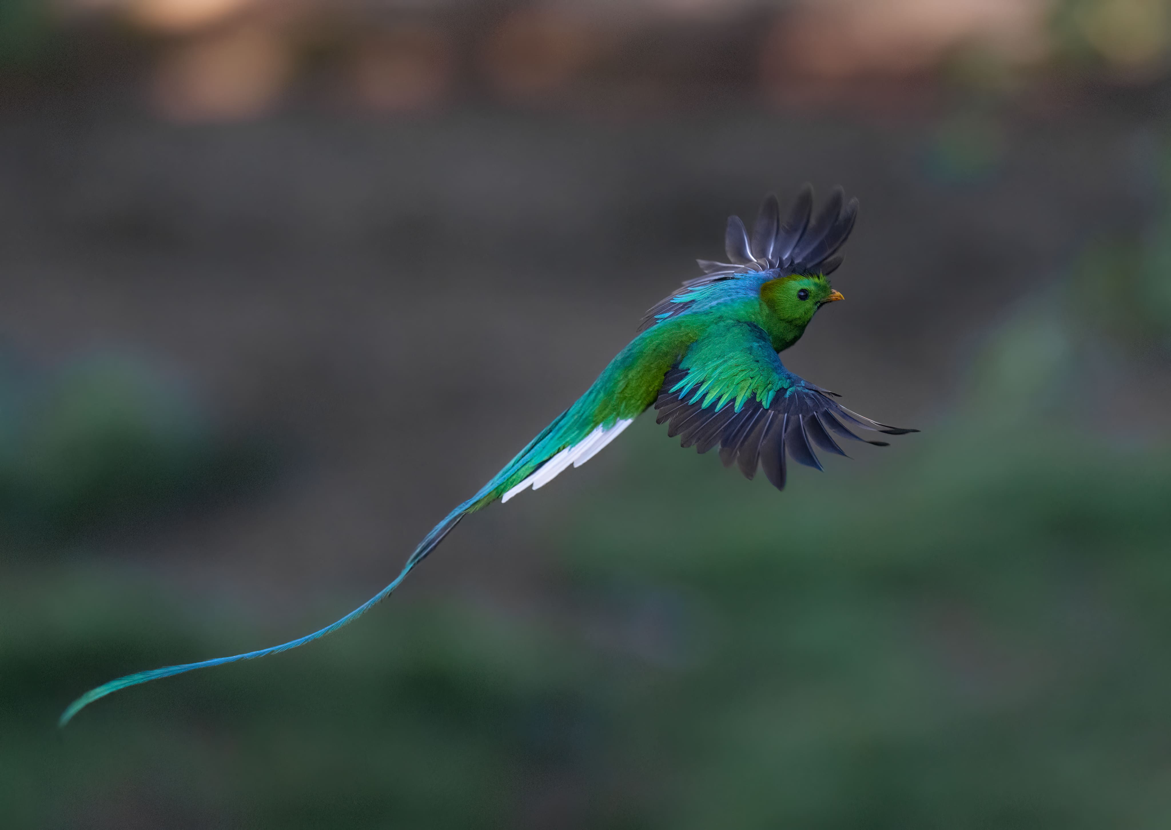 Resplendent quetzal bird flying with its long tail feathers in Monteverde, Costa Rica.