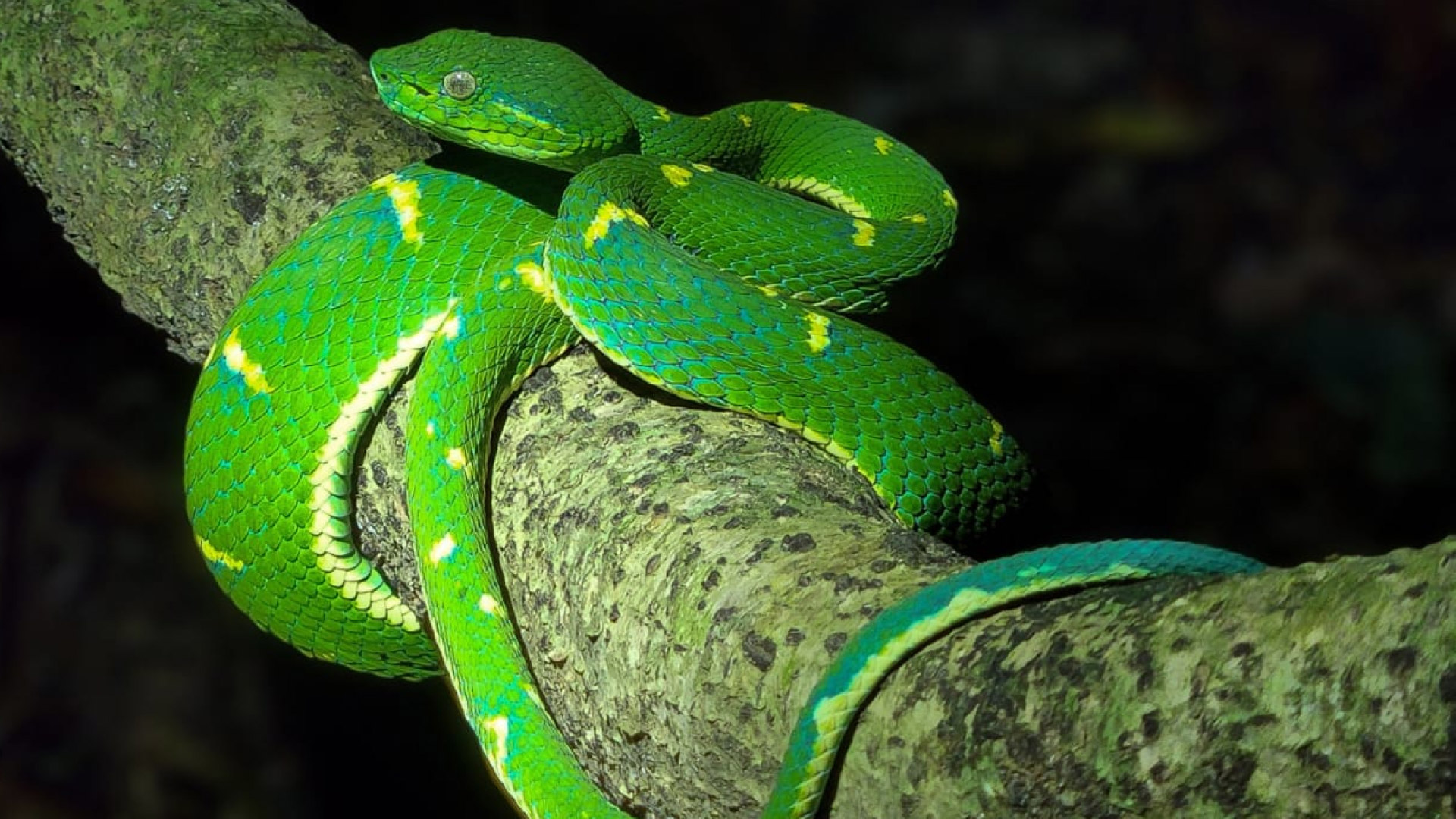 Night Walk in Monteverde