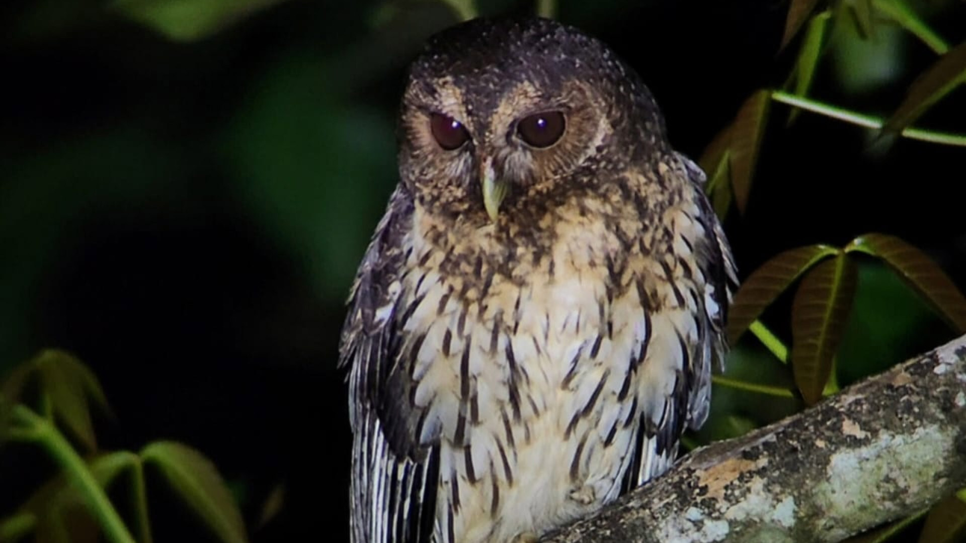 Night Walk in Monteverde