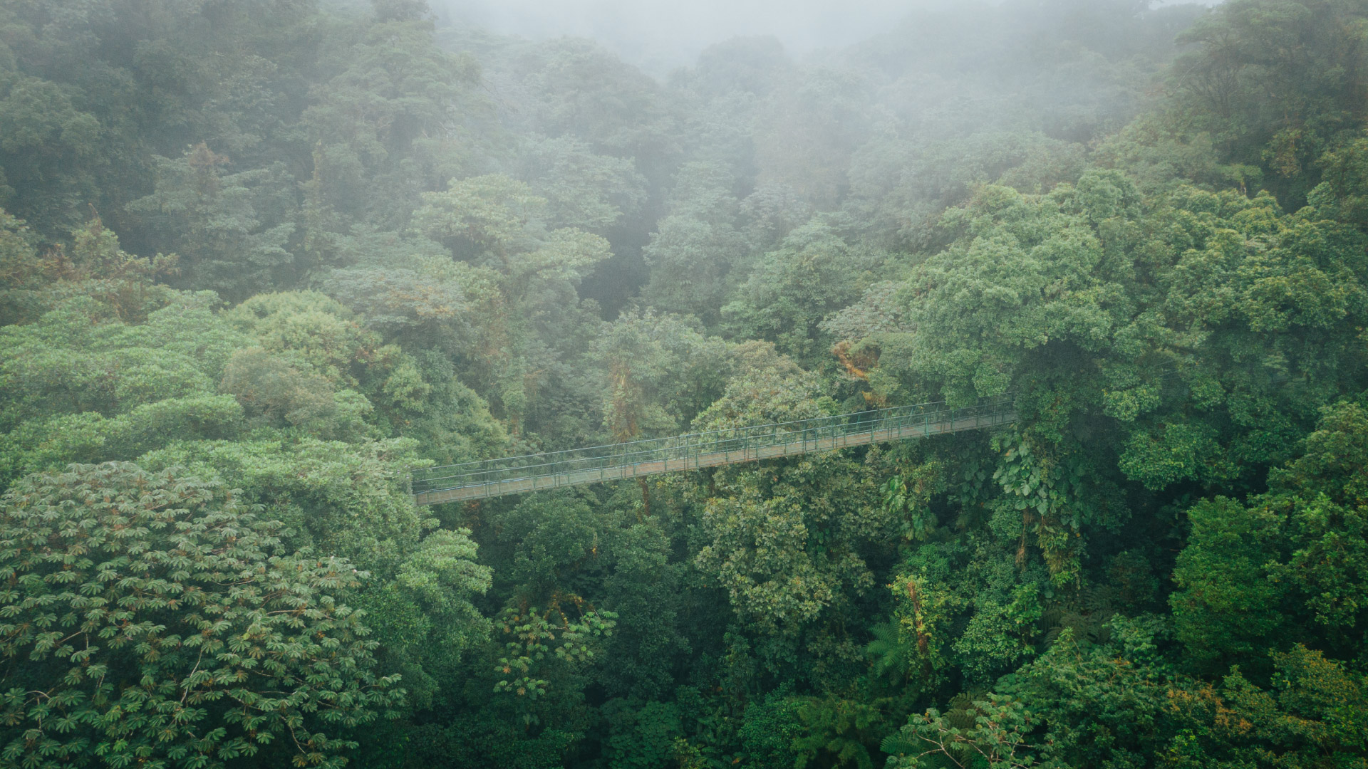 Selvatura Hanging Bridges Walk