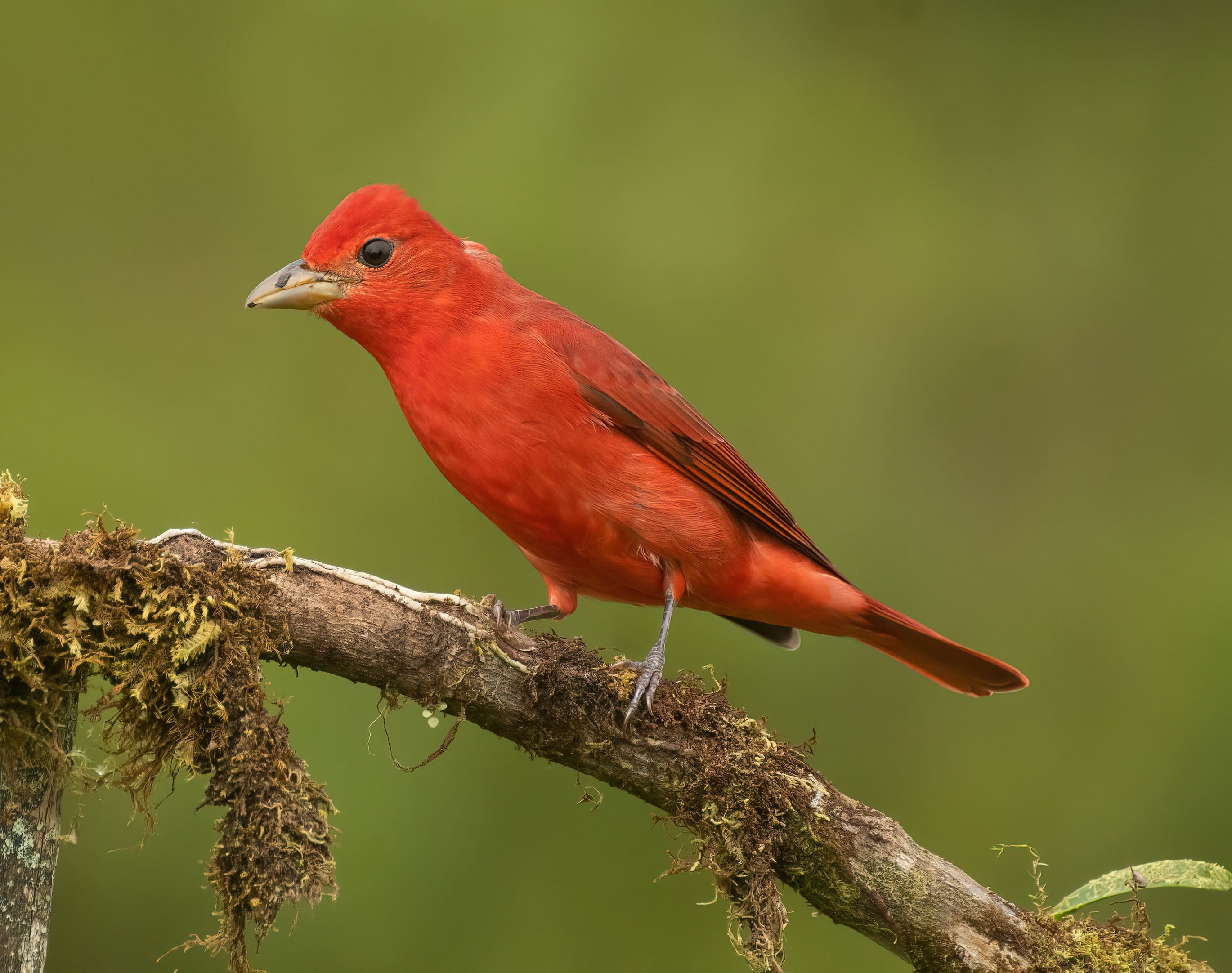 red summer tanager perched on a mossy branch in the Monteverde cloud forest.