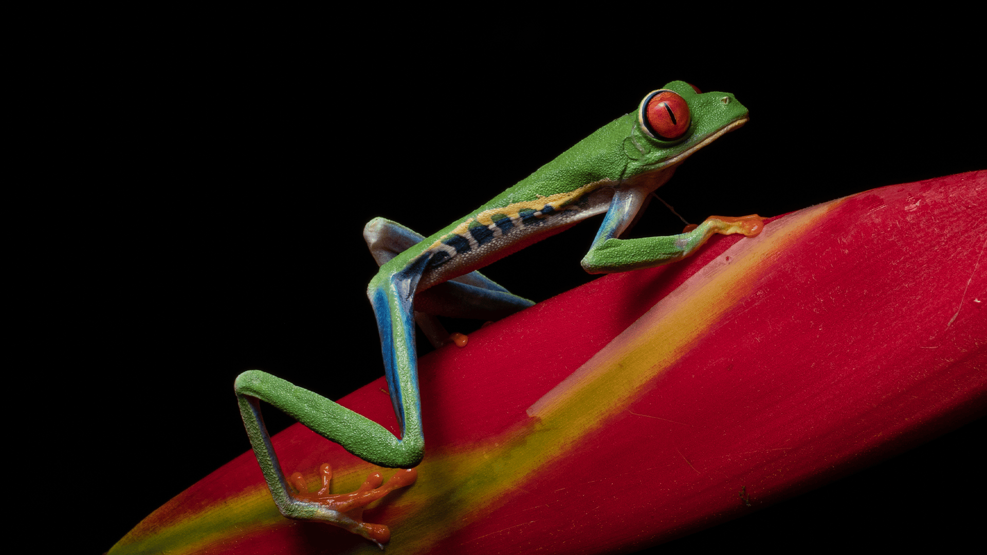 Red-eyed tree frog perched on a leaf at Finca Lantana, Monteverde, Costa Rica.